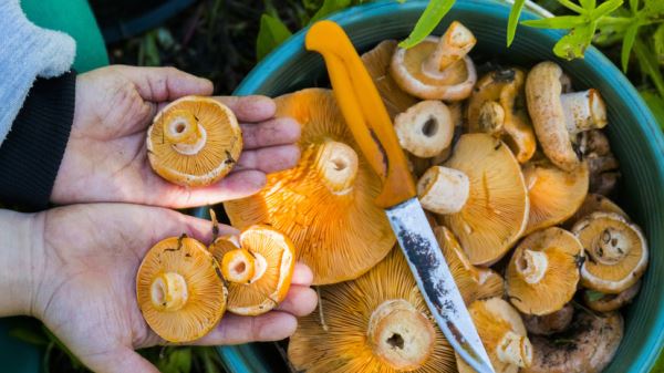 В России предложили проводить мастер-классы по безопасному сбору грибов
