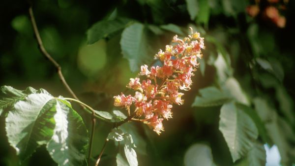 Агроэколог Гладилин объяснил феномен осеннего цветения растений в Подмосковье