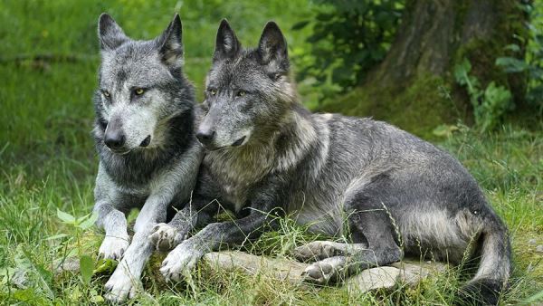 Глава ЕК поддержала отстрел волков в Европе