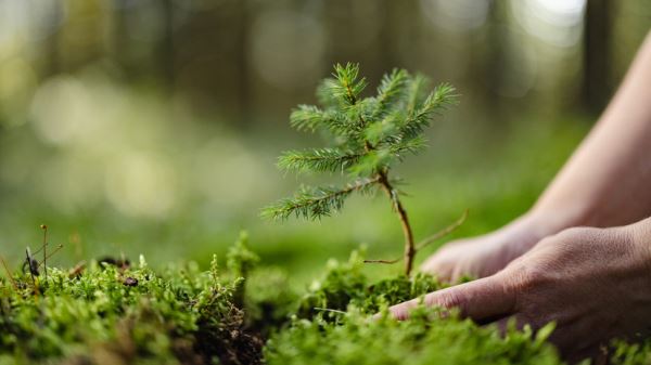 Выборгский район присоединится к акции «Всероссийский день посадки леса»